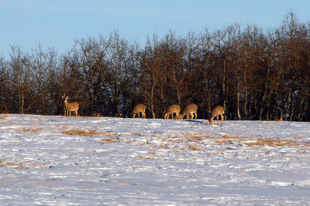 whitetail deer hunting alberta canada