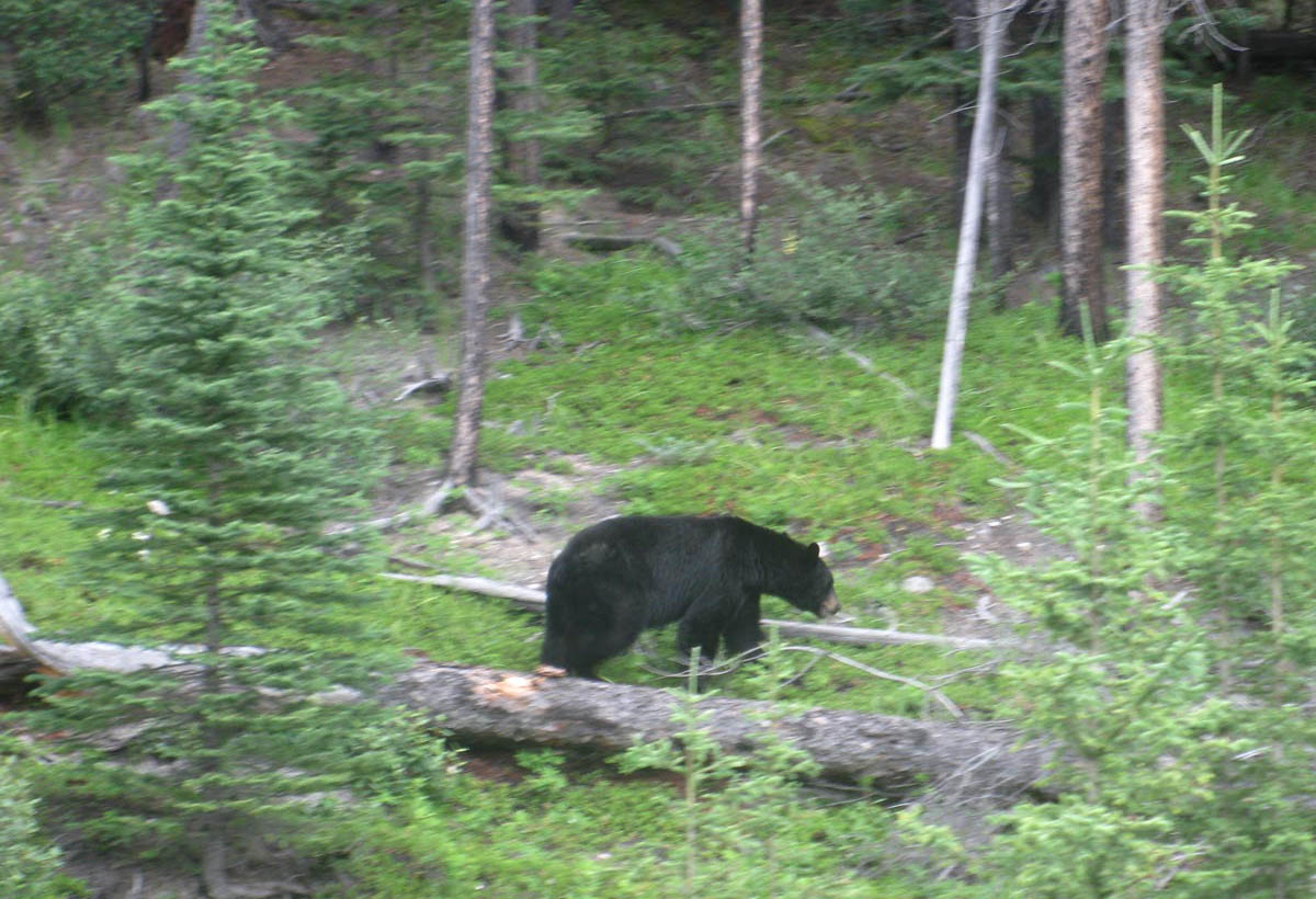 black bear hunting alberta canada