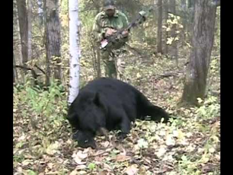 400 Pound Black Bear Hunting Alberta